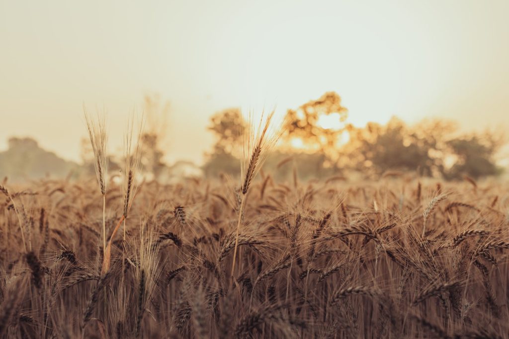 Transmission d'une exploitation agricole familiale, champ et ferme en 2026