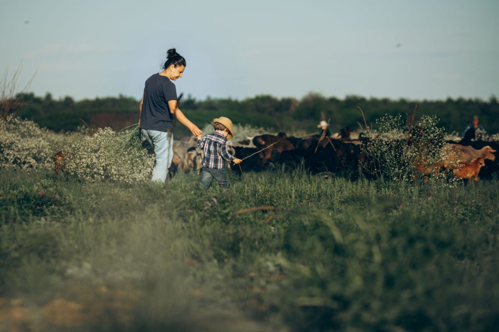 Transmission et succession d'une exploitation agricole en France